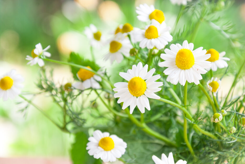カウンセリングで癒されるイメージの画像